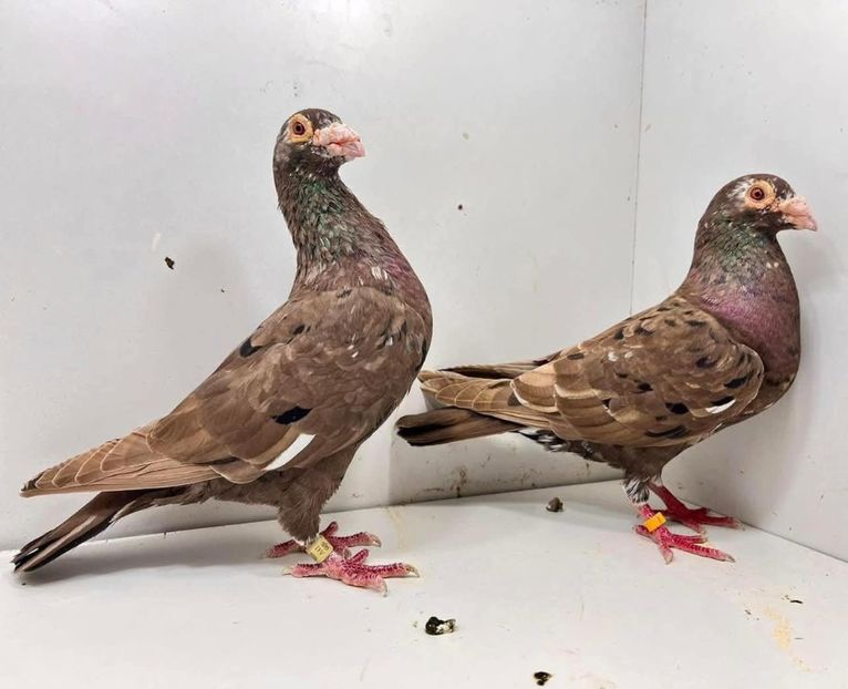  - Nu îmi aparțin 10