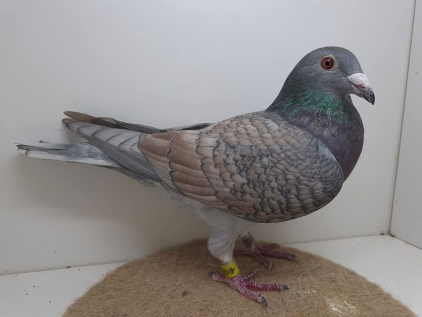  - Nu îmi aparțin 10