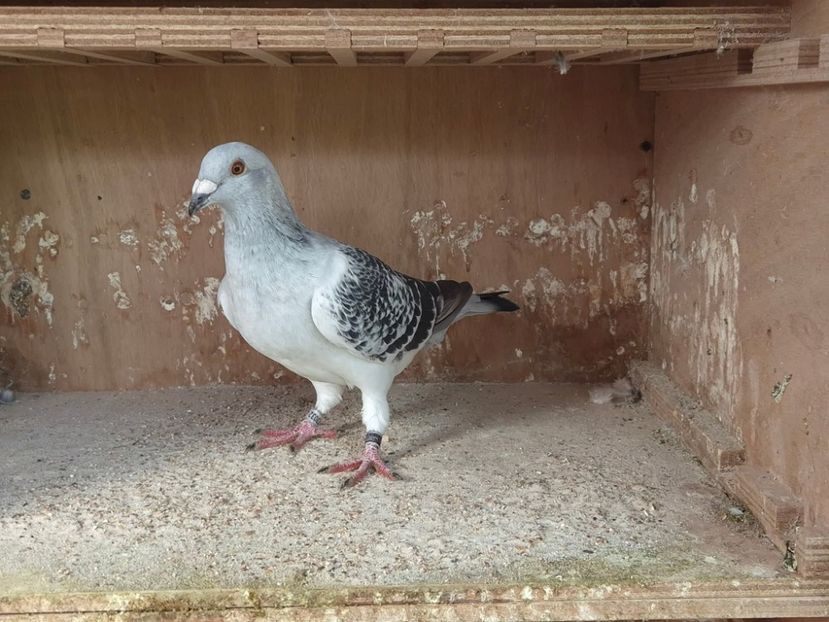  - Nu îmi aparțin 10