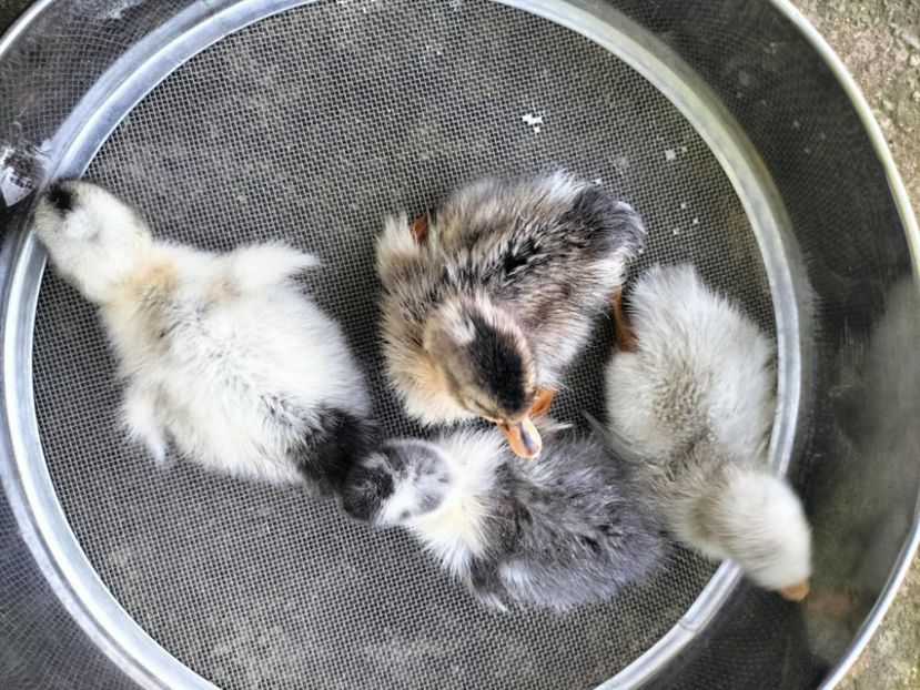 83eaaf38-48fc-4eac-99c3-a56e8214565e - Toamna anului 2025