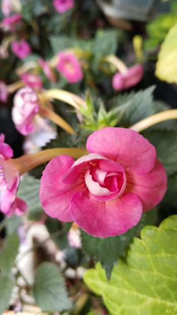  - 2025-BriD s Sarah Gritzan