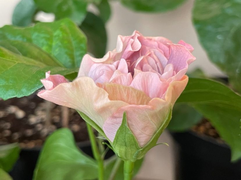  - HD Princess Letizia