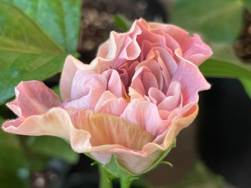  - HD Princess Letizia