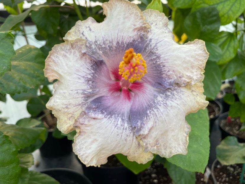  - 0006 - Hibiscusi 2025 - 3