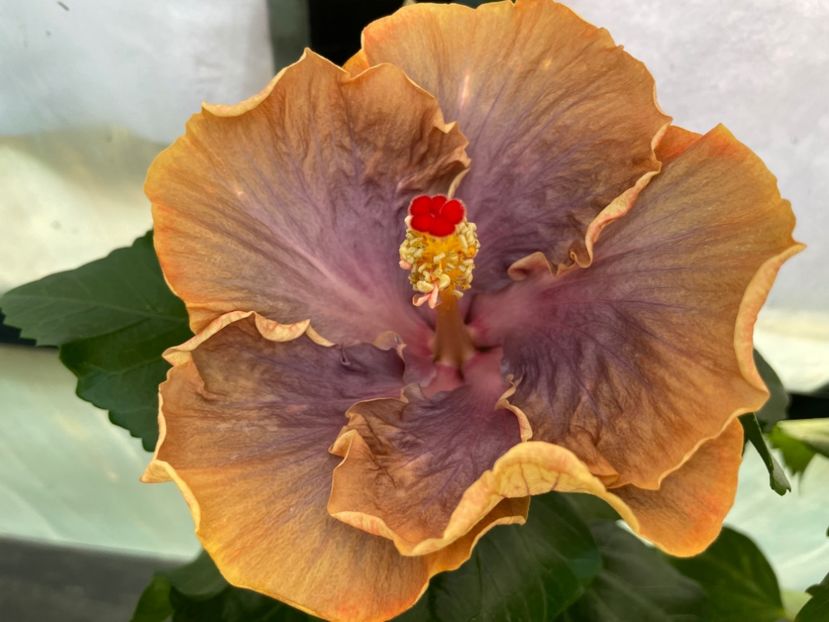  - 0006 - Hibiscusi 2025 - 3