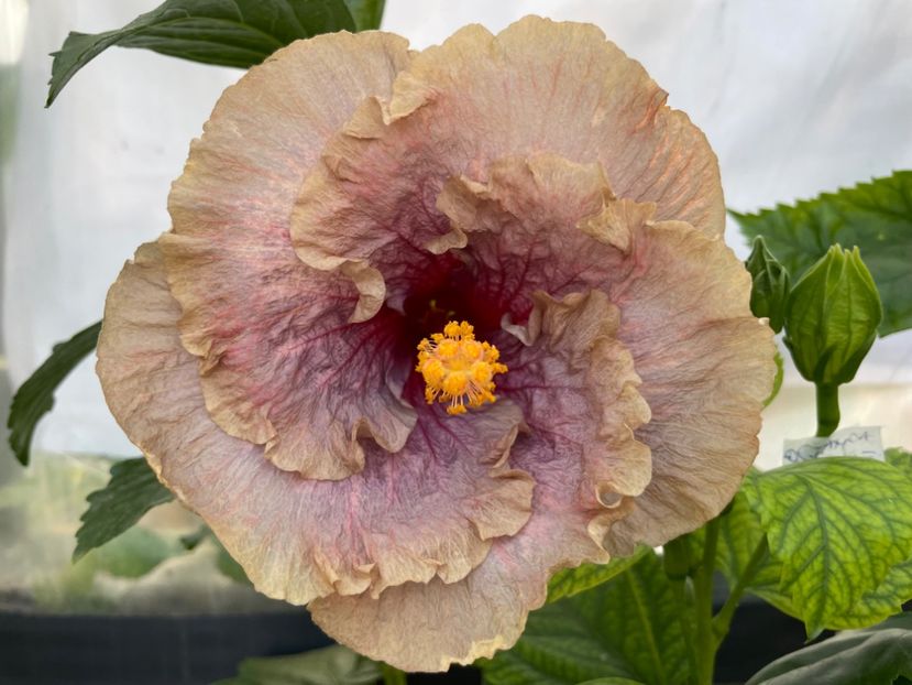  - 0006 - Hibiscusi 2025 - 3