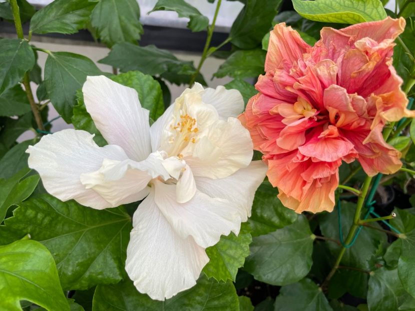  - 0006 - Hibiscusi 2025 - 3