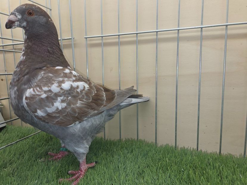 FEMELĂ 2025 - 27228 - MATCA FEMELE AGH 2026