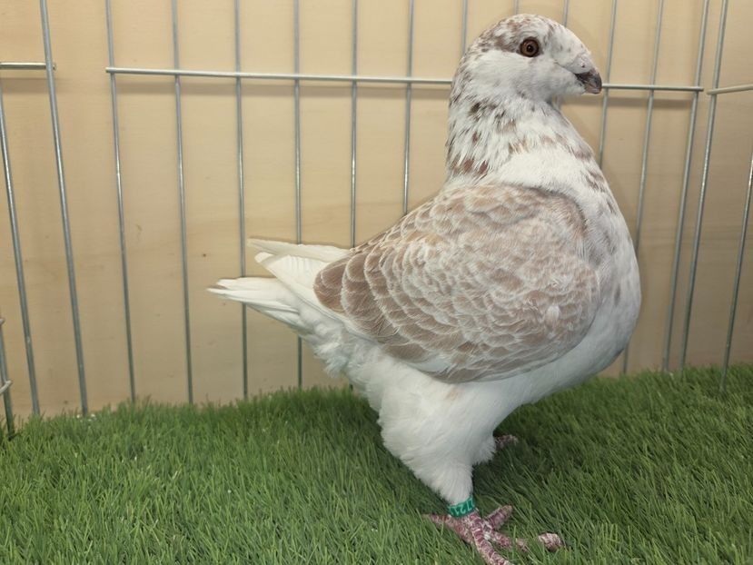 FEMELA 2025 - 27211 - MATCA FEMELE AGH 2026