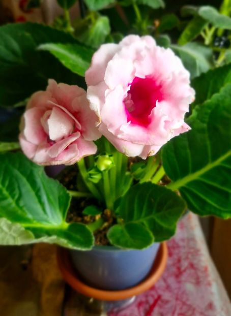 Gloxinia ‘Sonata Pink’ - Gloxini 2012-2025
