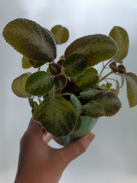 Septembrie 2025 - GRAY LADY