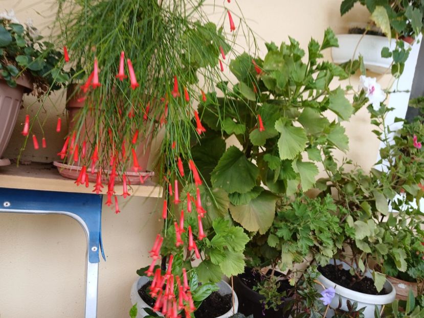 20250910_152508(0) - Rusellia equisetiformis