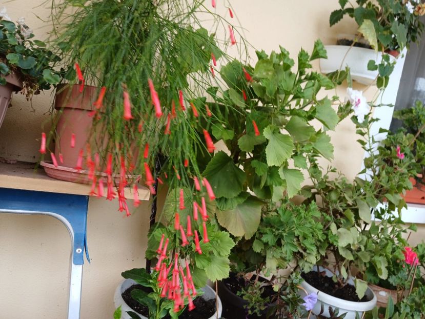  - Rusellia equisetiformis