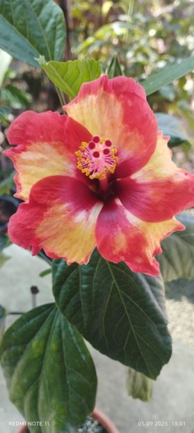  - Hibiscusi 2025