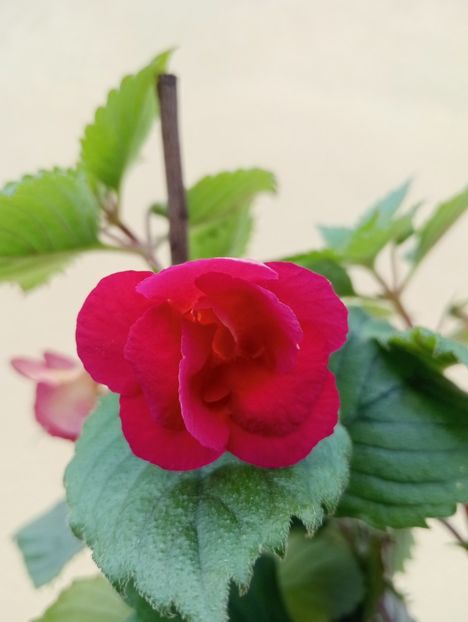  - RFs Double Red Rose