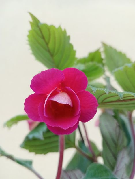  - RFs Double Red Rose