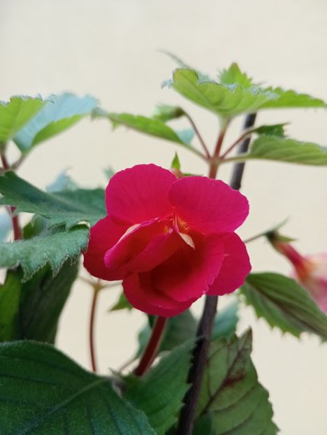  - RFs Double Red Rose