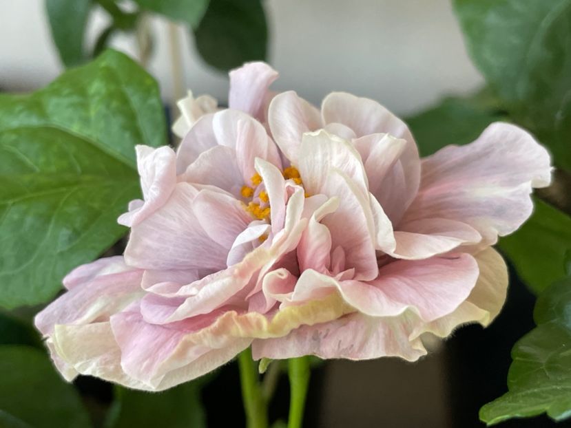  - HD Princess Letizia