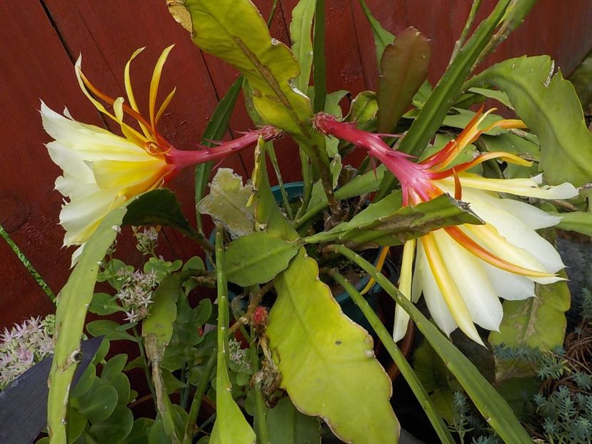  - Genul Epiphyllum
