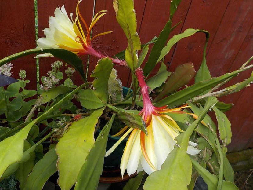  - Genul Epiphyllum