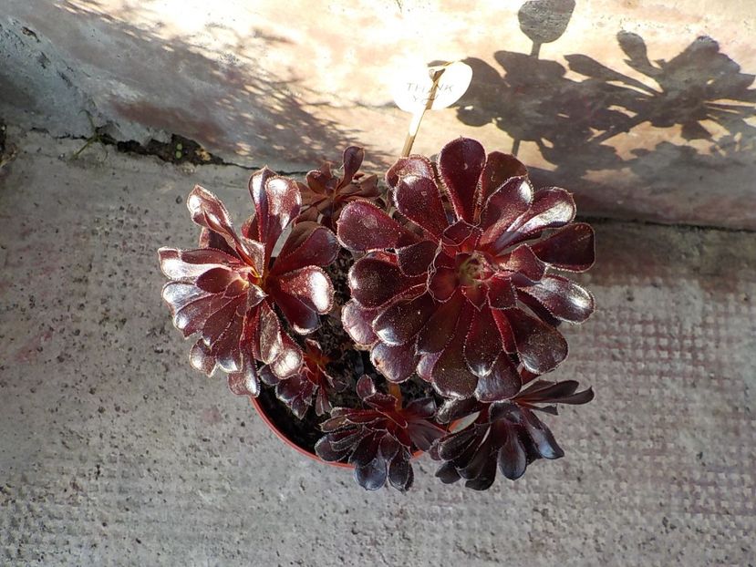  - aeonium arboreum