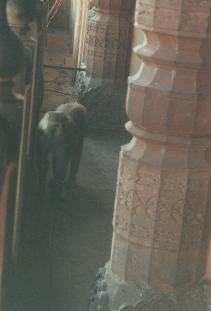 Nelipsitele maimuțe - Jaipur