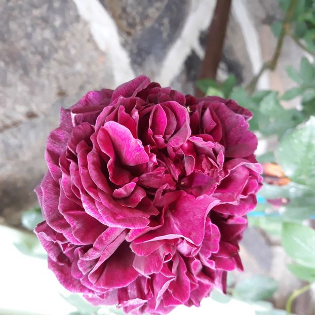  - 56 de la Dimov Se pare ca e The Prince