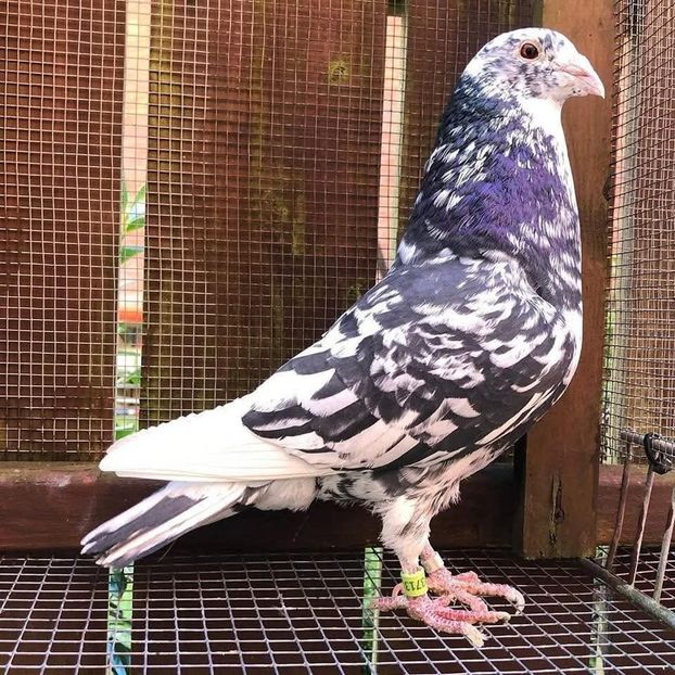  - Nu îmi aparțin 10