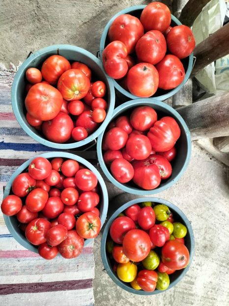 5e265fbe-8dfd-4a6d-baf4-8e8b53323fbf - Toamna anului 2025