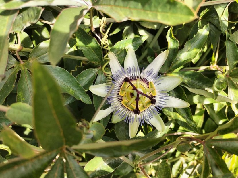 e99a7c79-1864-4d80-a992-e47f4d067ee1 - Toamna anului 2025