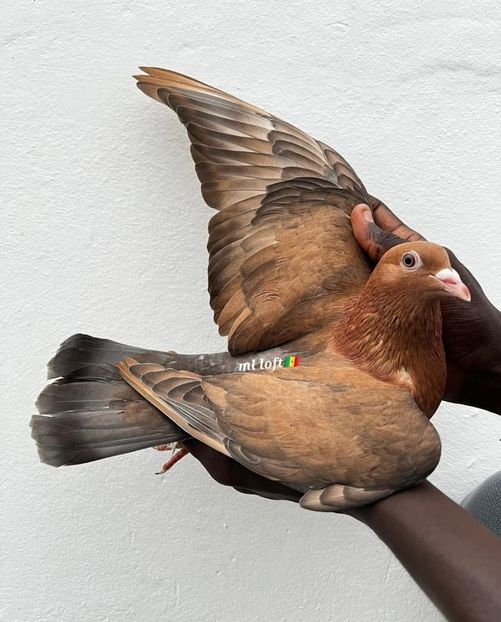  - Nu îmi aparțin 10