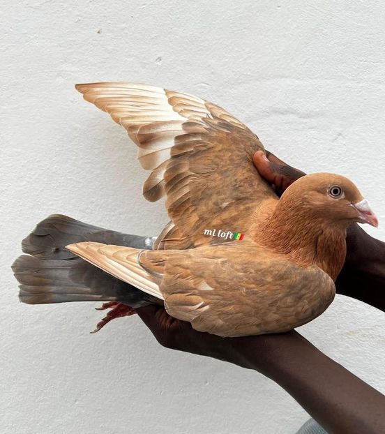  - Nu îmi aparțin 10