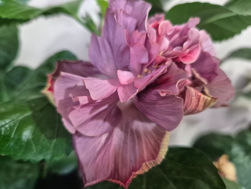 23d39c22-302f-4e60-a5e3-3a17bfb49d91 - Payuan Nausicaa