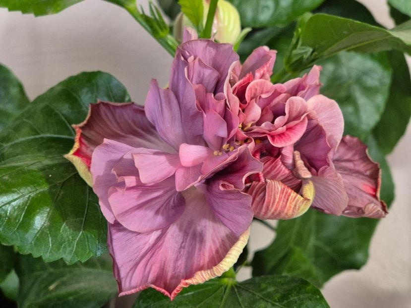 03e9b336-5d2c-4e77-86b1-018f56510e4a - Payuan Nausicaa