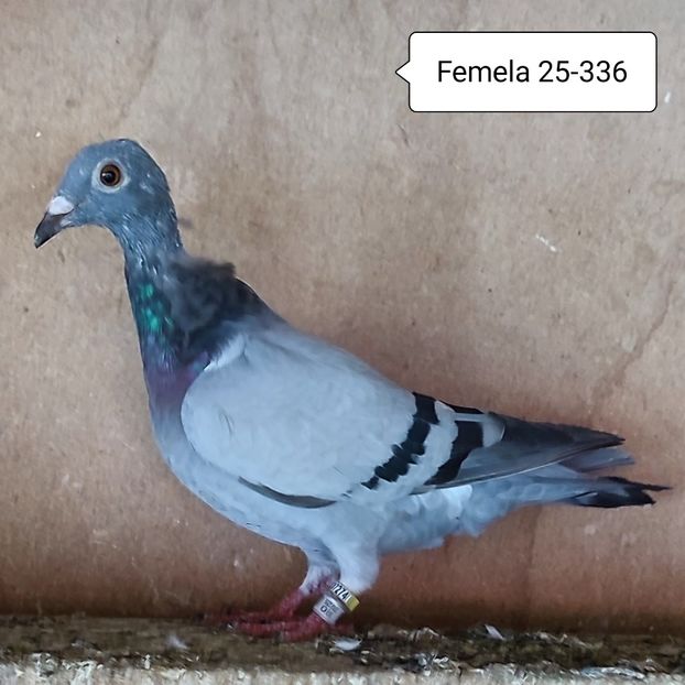 Femela 25-336 - Porumbei vanduti