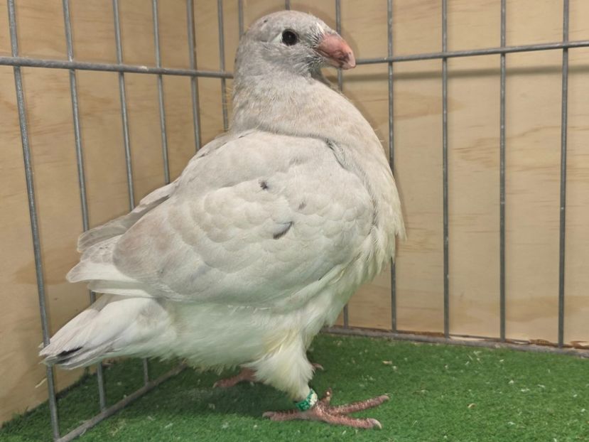 MASCUL 2025 - 84 - MASCULI ASR 2026