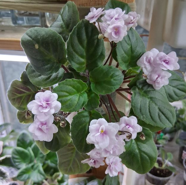 Rob s Vanilla trail - APui de violete de colecție de vânzare Septembrie 2025