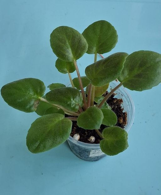 Rob s Vanilla trail 18lei - APui de violete de colecție de vânzare Septembrie 2025