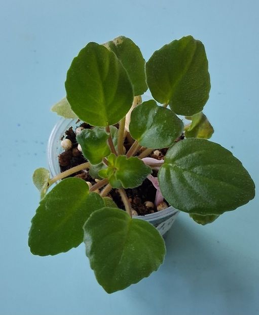 Rob s Vanilla trail 12lei - APui de violete de colecție de vânzare Septembrie 2025