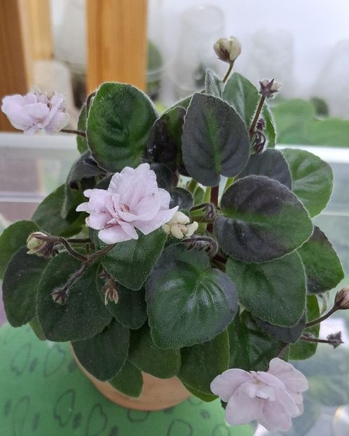 DS Nevesta - APui de violete de colecție de vânzare Septembrie 2025