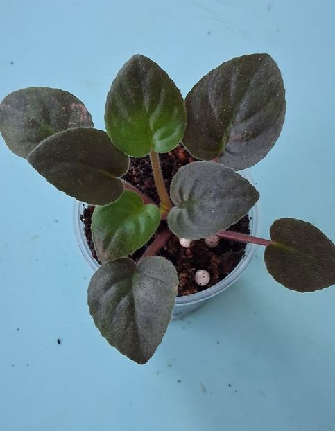 DS Nevesta 20lei - APui de violete de colecție de vânzare Septembrie 2025