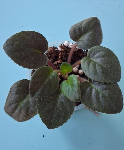 DS Nevesta 18lei - APui de violete de colecție de vânzare Septembrie 2025