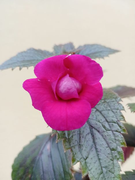  - RFs Marichuy Cabrales