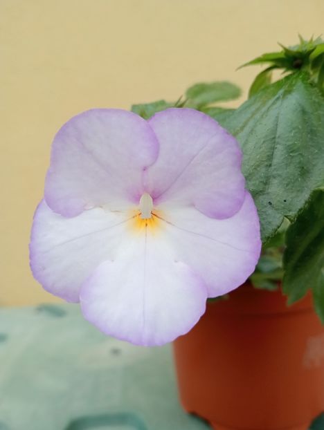  - BriDs Jose T Bonfim