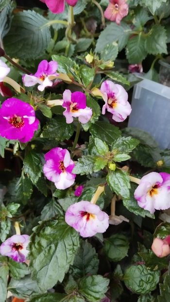  - 2025-Coup de Foudre