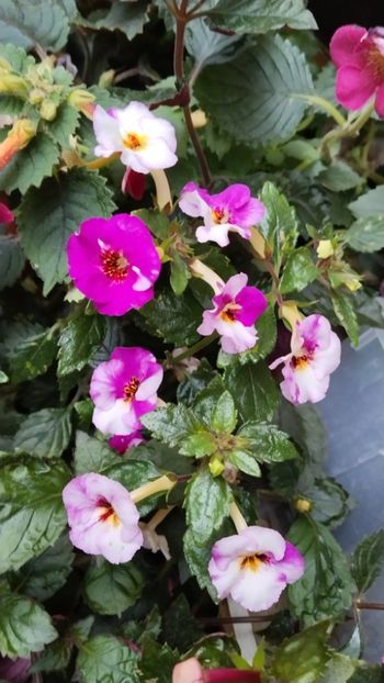  - 2025-Coup de Foudre