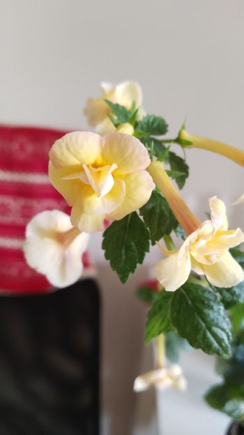  - 2025-DOUBLE YELLOW ROSE