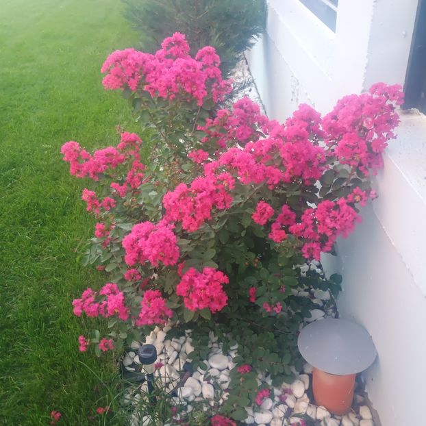 liliac indian lila - arbori ornamentali 2025