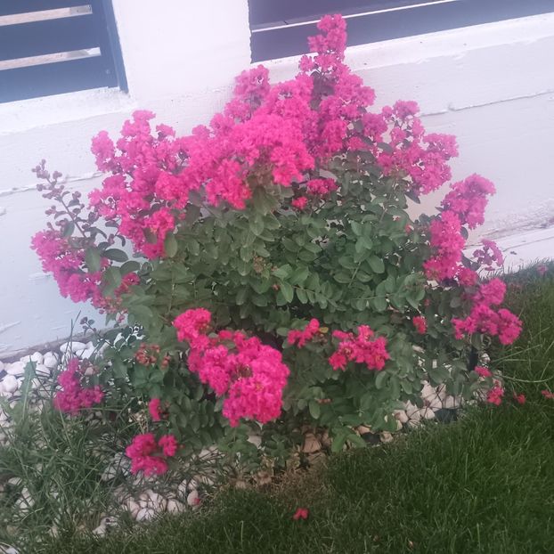 pink perfection - arbori ornamentali 2025