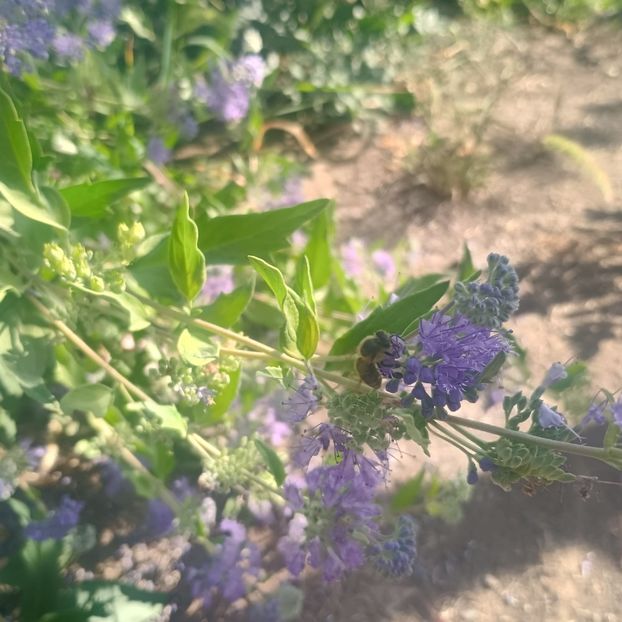  - arbori ornamentali 2025